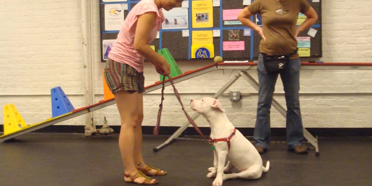 Welcome to Total Teamwork Training for Dogs and Their Families!